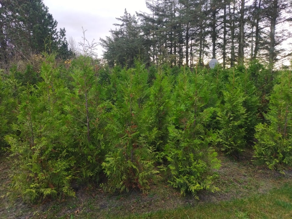 thuja , brabant