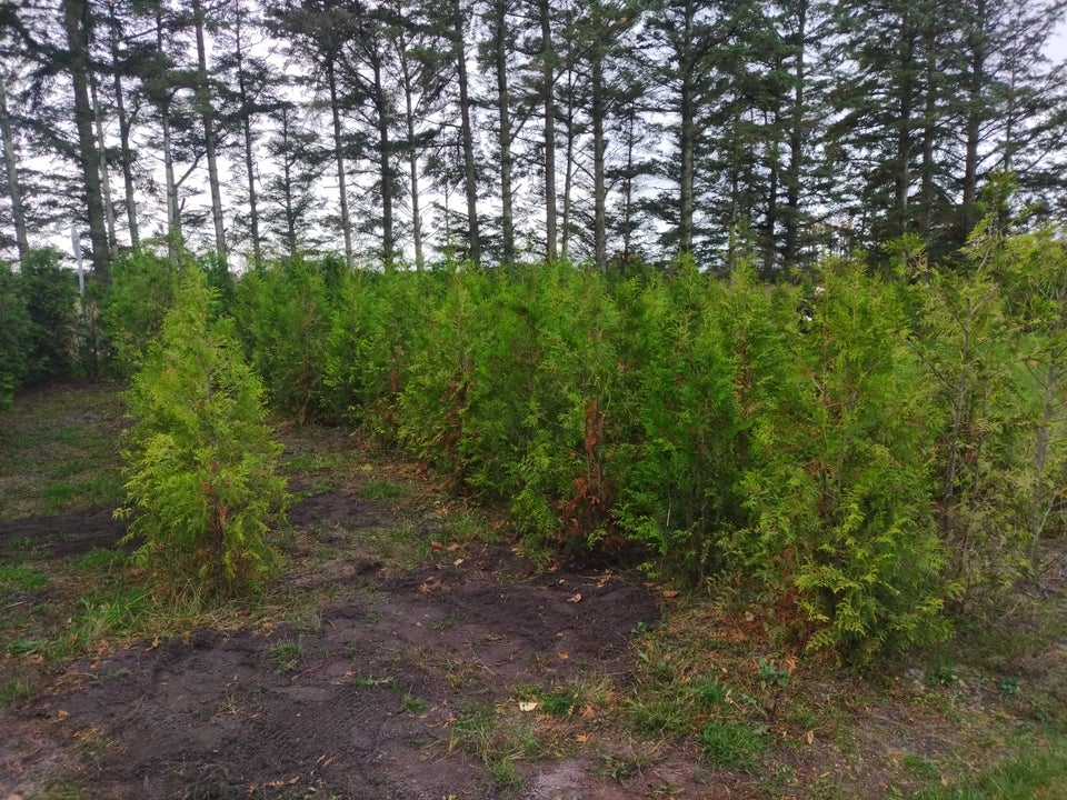 thuja , brabant