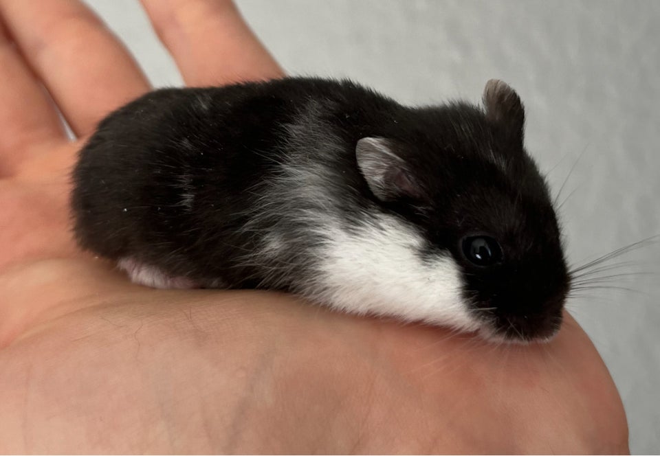 Hamster, Campbell dværghamster , 0