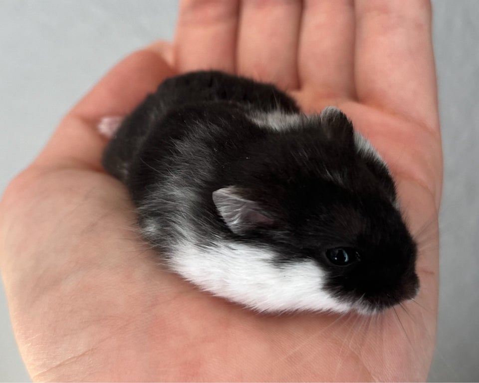 Hamster, Campbell dværghamster , 0