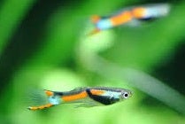 Guppy Endlers 10 stk