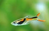 Guppy Endlers 10 stk