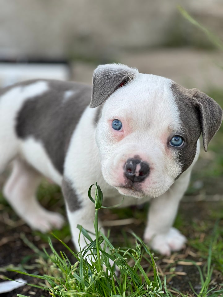 American bully hund 7 mdr