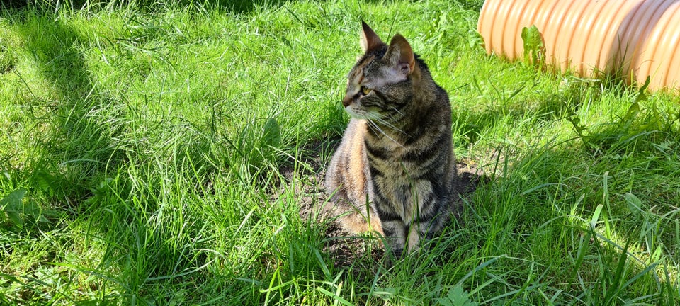 British Shorthair flere