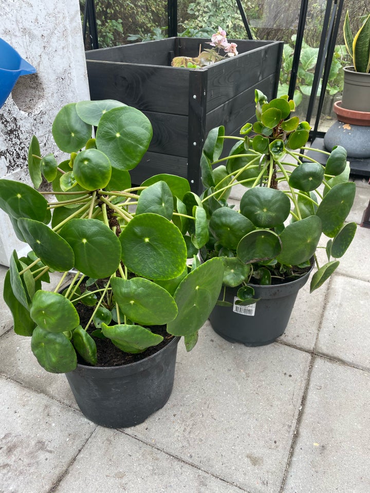 Pilea Kinesisk pengetræ