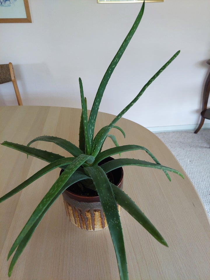 Aloe Vera