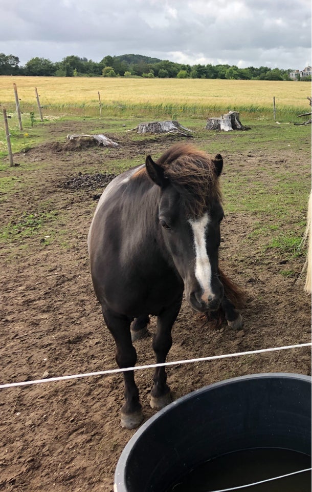 Shetlandspony, hoppe, 18 år