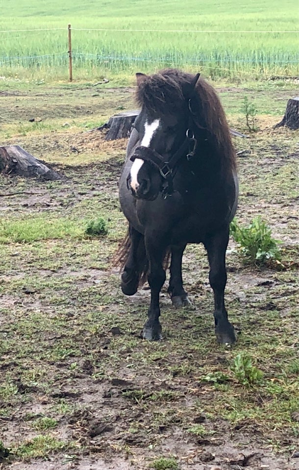 Shetlandspony, hoppe, 18 år