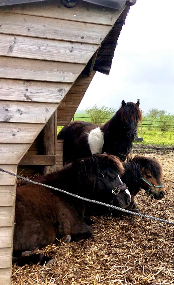 Shetlandspony, hoppe, 18 år