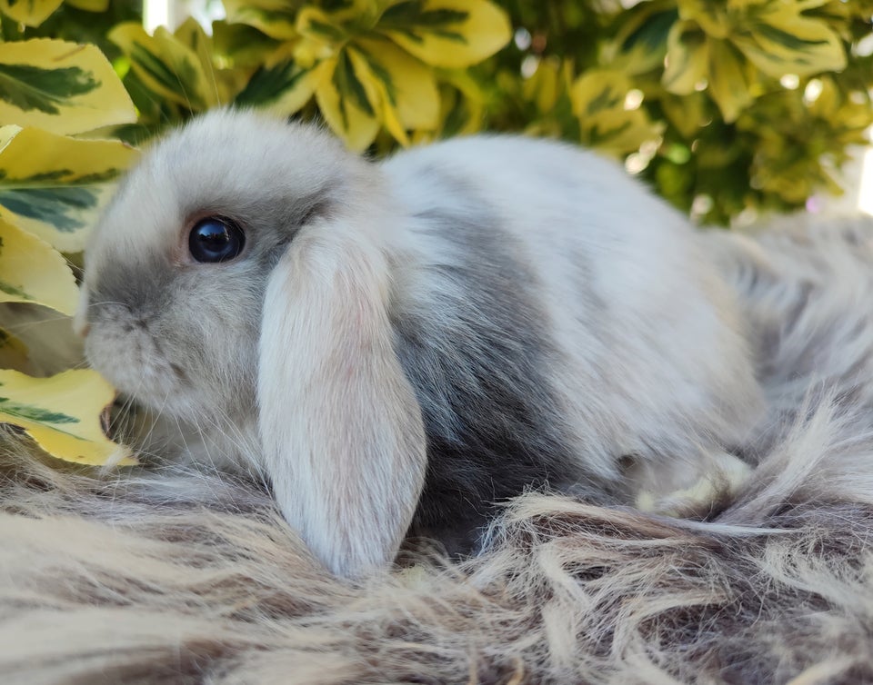 Kanin Minilop mini lop 0 år