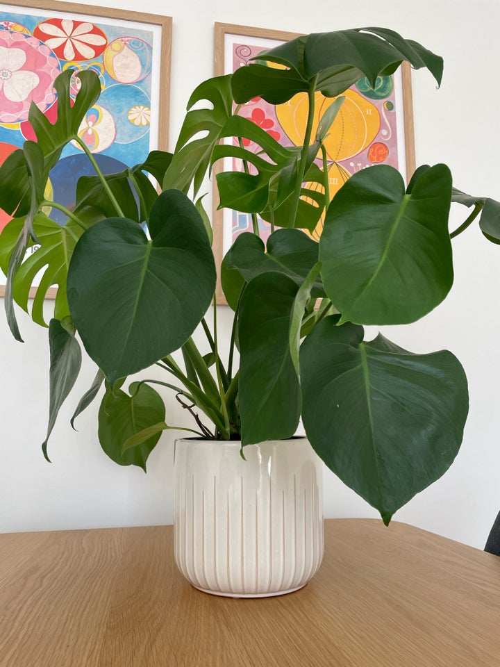 Monstera, Monstera