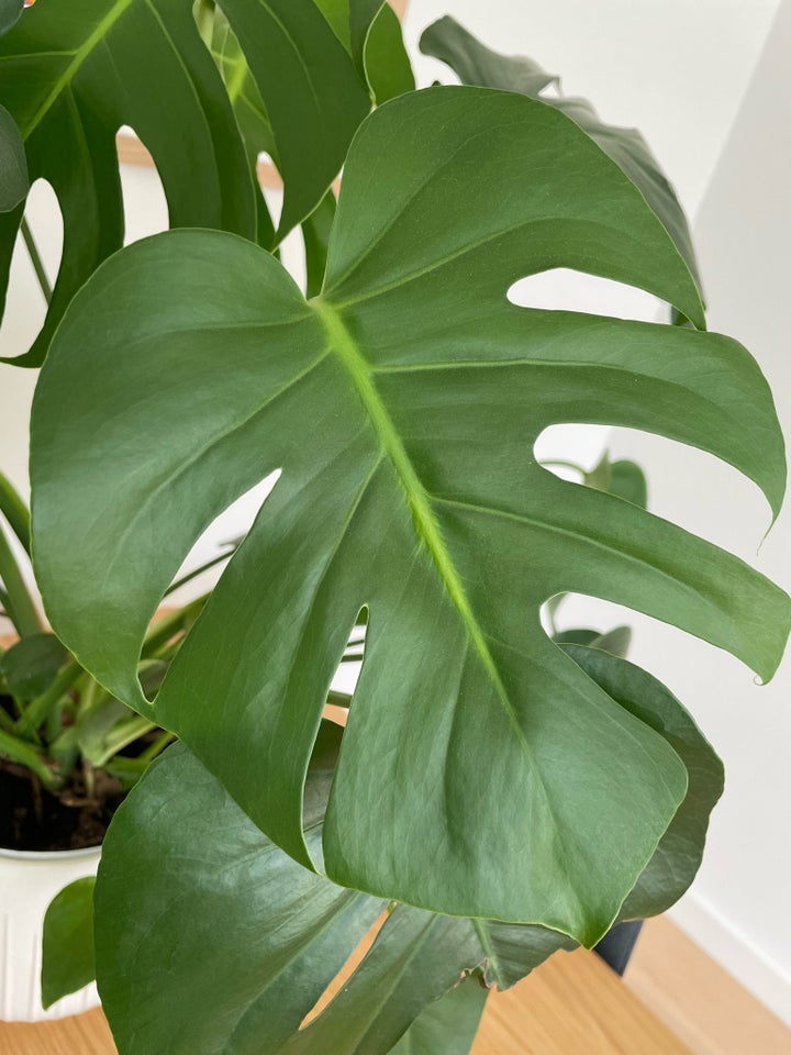 Monstera, Monstera