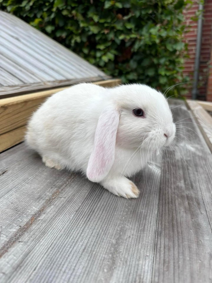 Kanin, Mini lop