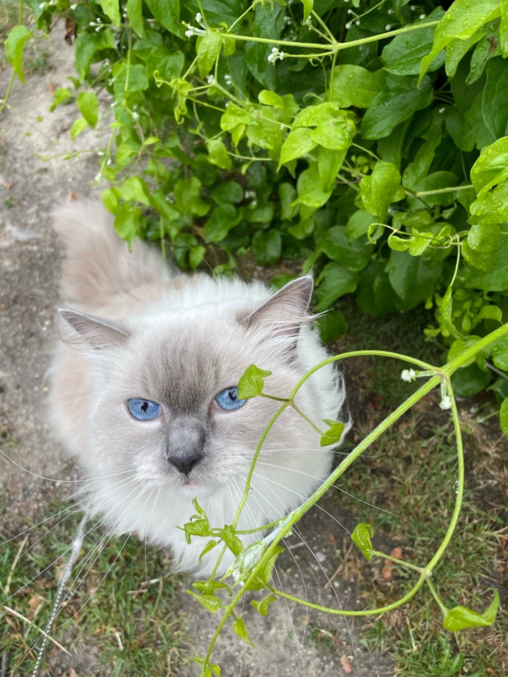 Ragdoll hunkat 5 år