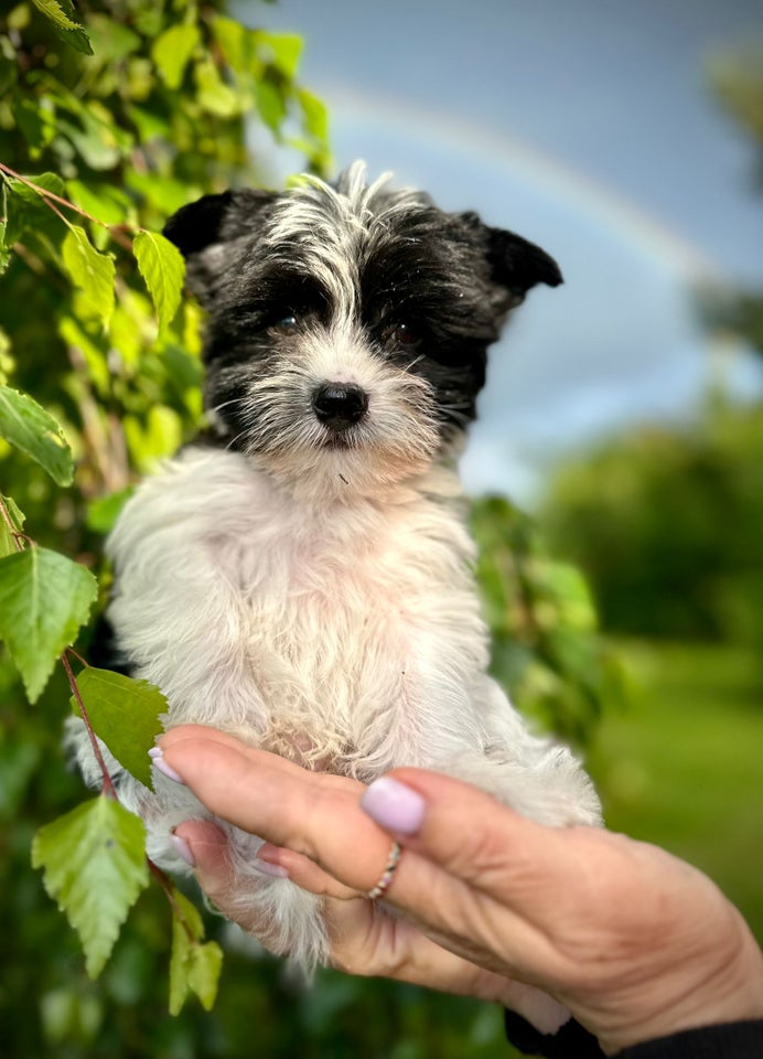 Yorkshire terrier hvalpe 8 uger