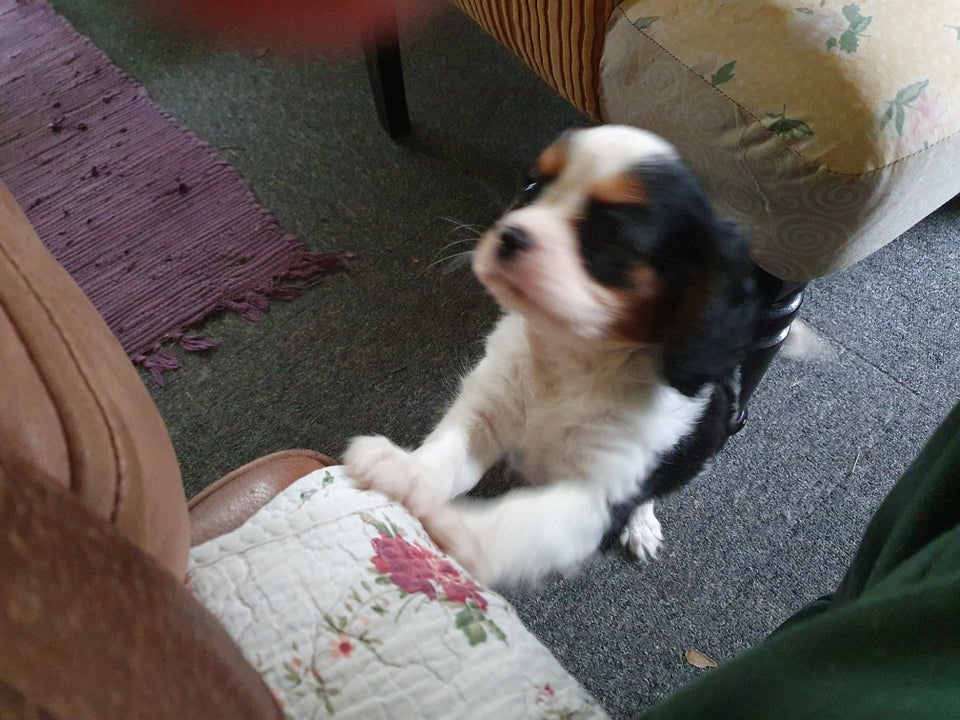 Cavalier king charles spani...