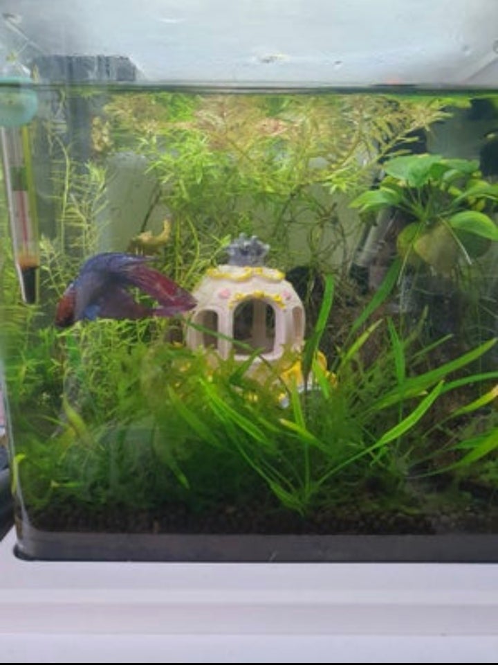 Akvarium 25 liter b: 25 d: 25 h: 25