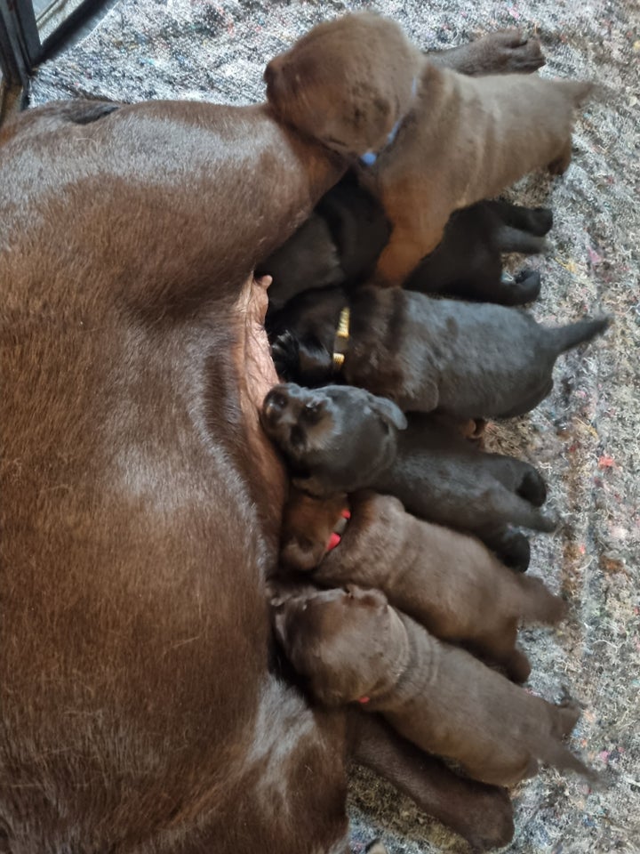 Lækre labrador søger nyt hjem