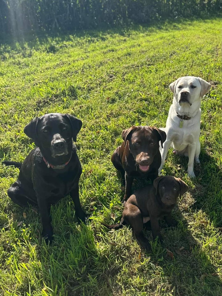 Lækre labrador søger nyt hjem