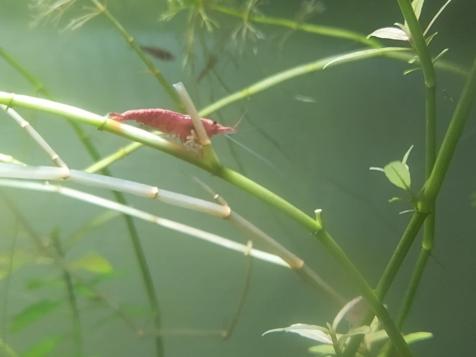 Cherry shrimp, 1 stk.