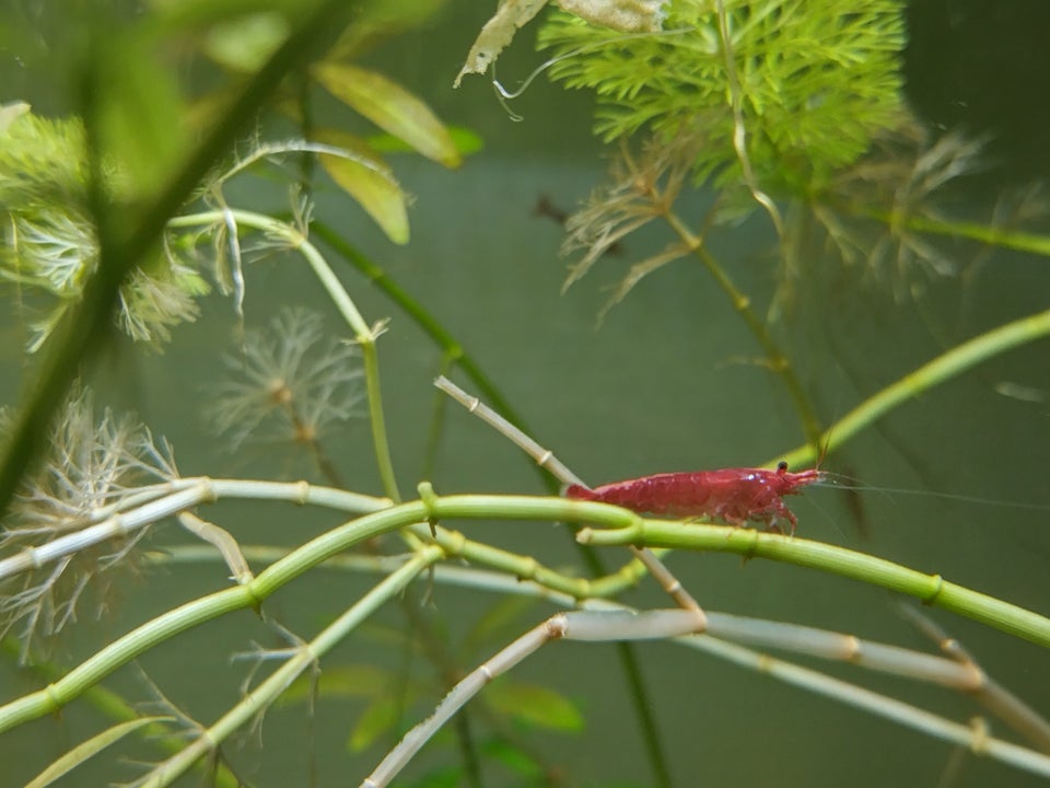 Cherry shrimp, 1 stk.