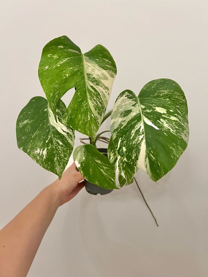 Monstera albo plante  Plante