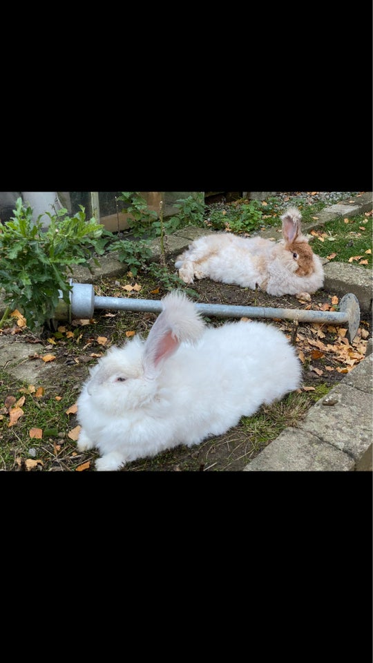 Kanin, Angora, 0 år