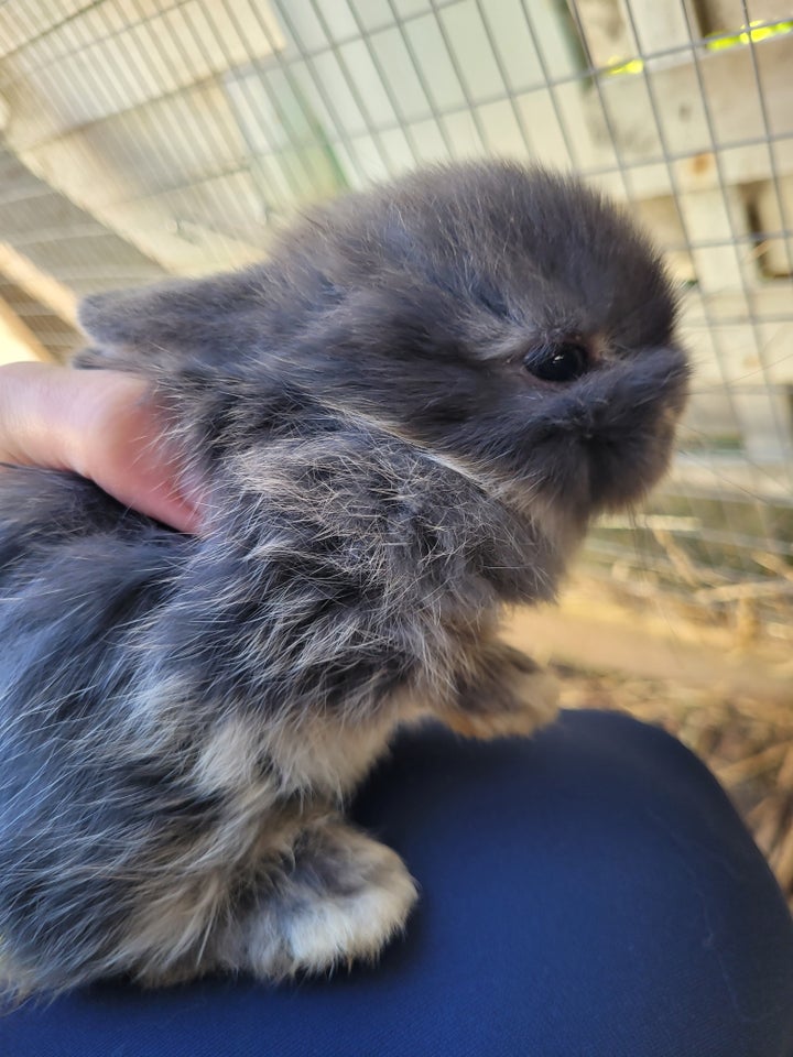 Kanin, Mini Lop, 0 år