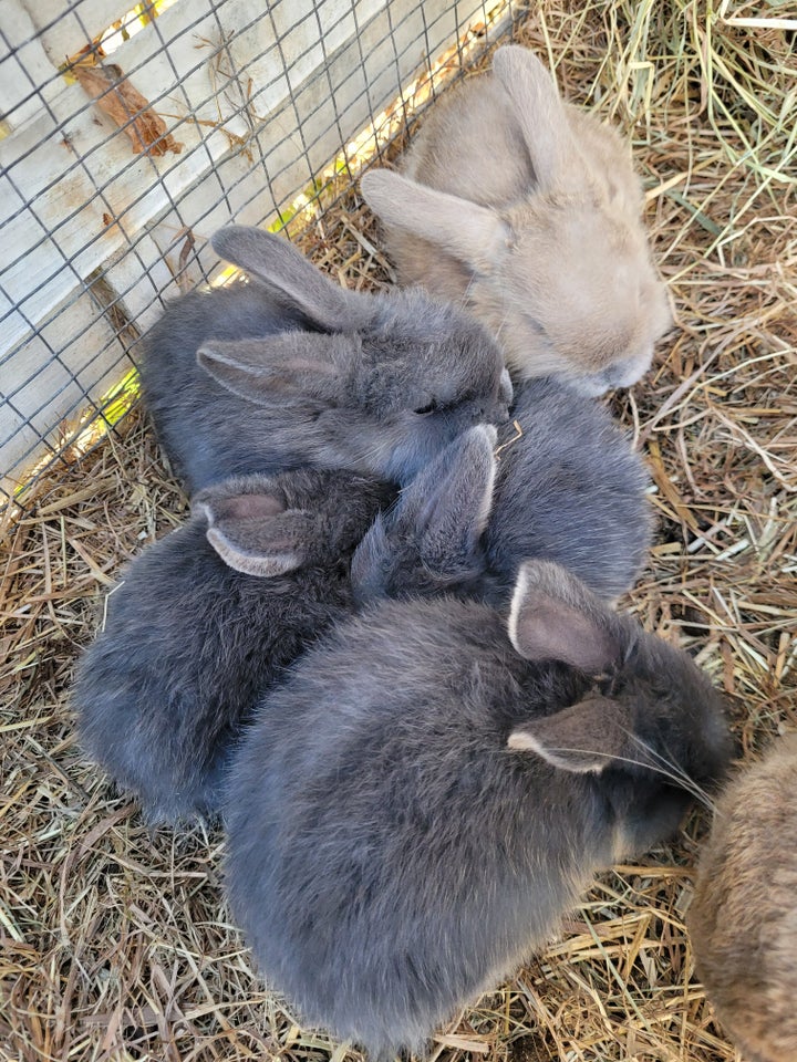 Kanin, Mini Lop, 0 år