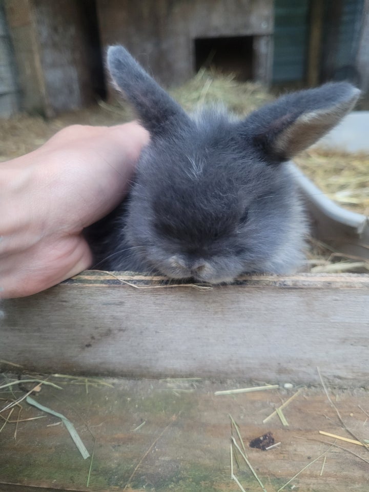 Kanin, Mini Lop, 0 år