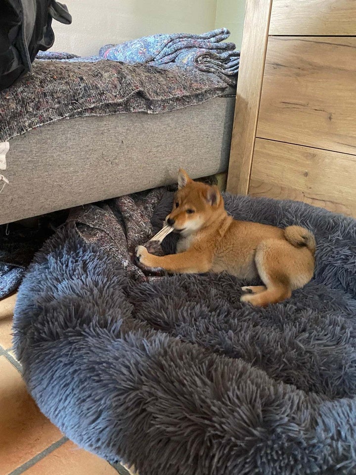 Shiba hvalpe