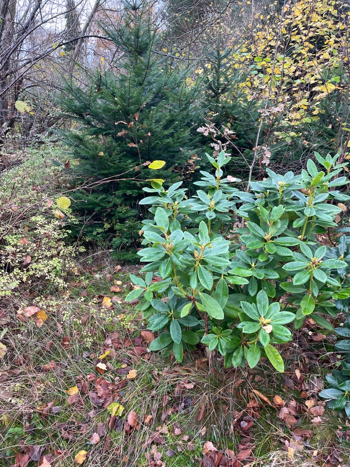 Busk stedsegrøn, Rhododendron