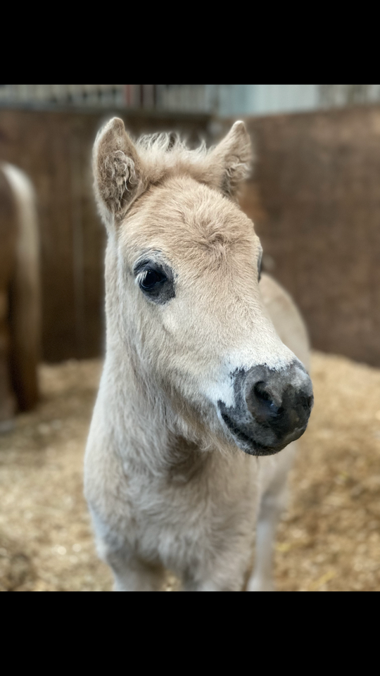 Shetlandspony hingst 0 år