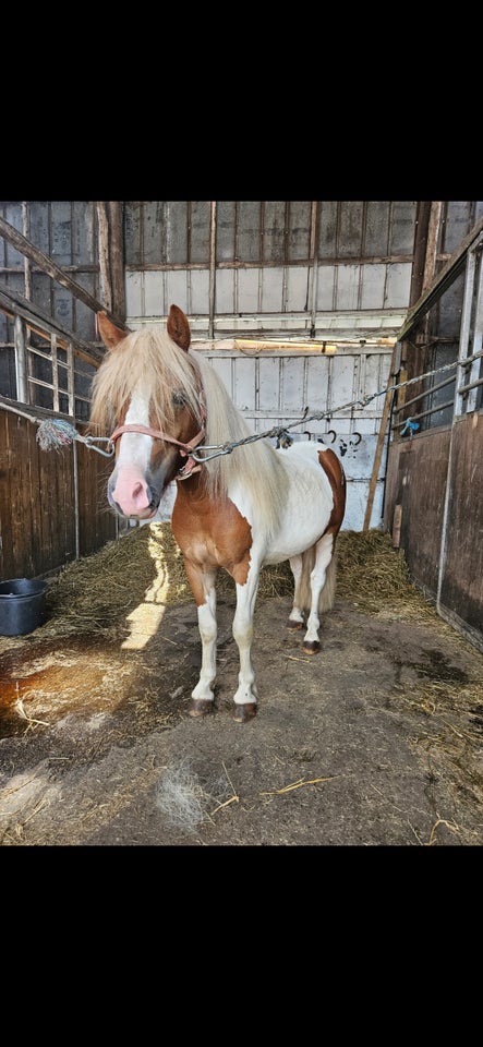 Blanding vallak 2 år