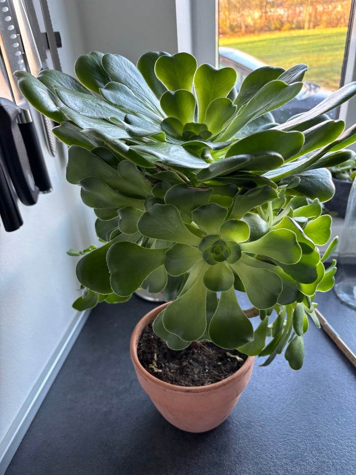 Potte plante, Aeonium ( sukkulent)