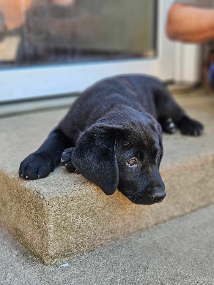 Ægte Labrador Retriever hvalpe