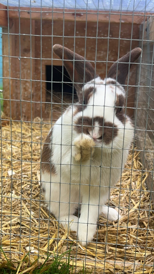 Kanin, dværgvædder, 0 år