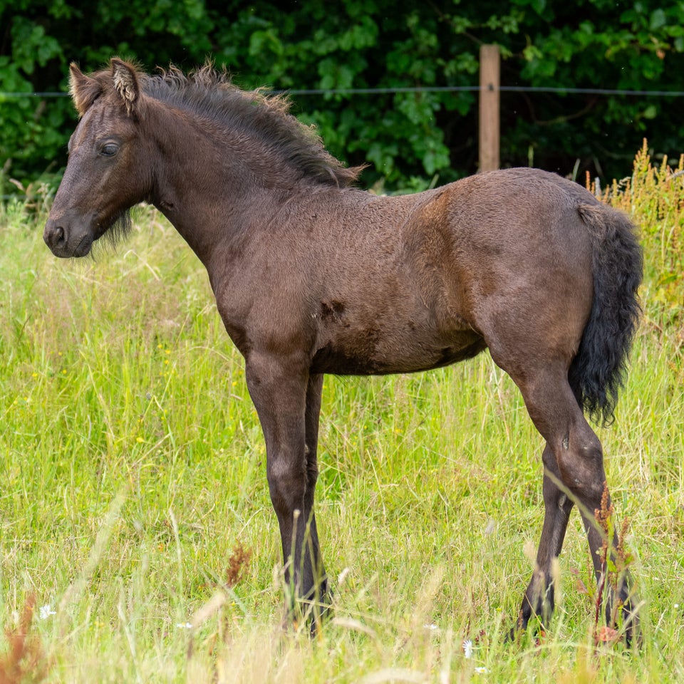 Frieser hingst 0 år