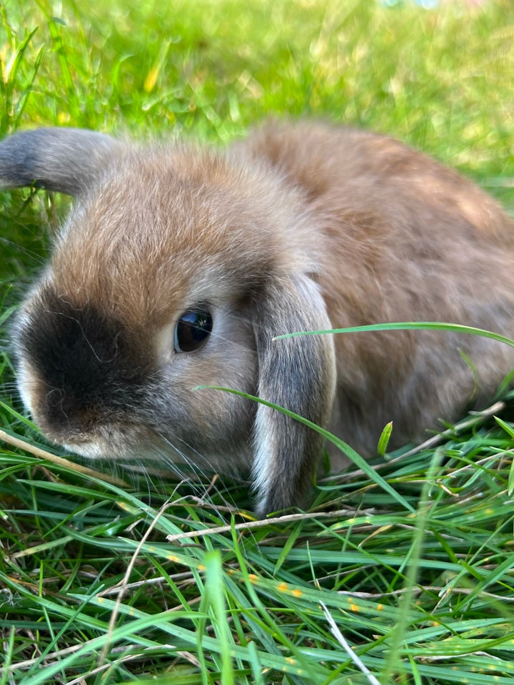 Kanin Minilop 0 år