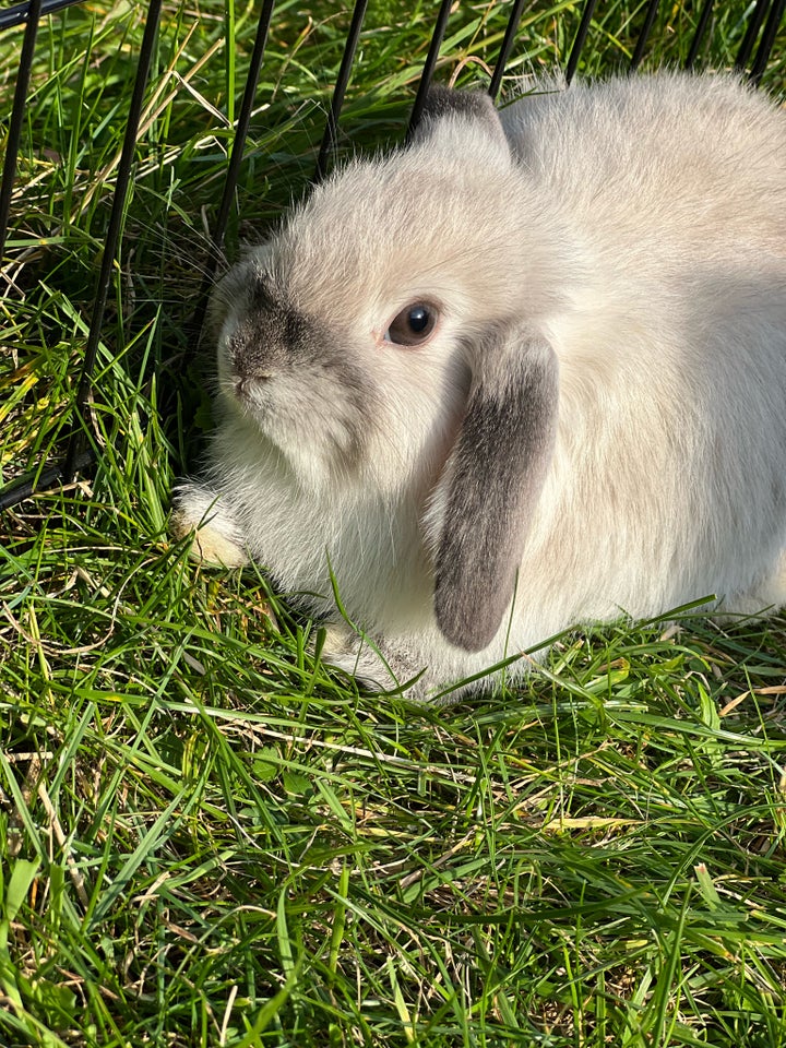 Kanin Minilop 0 år