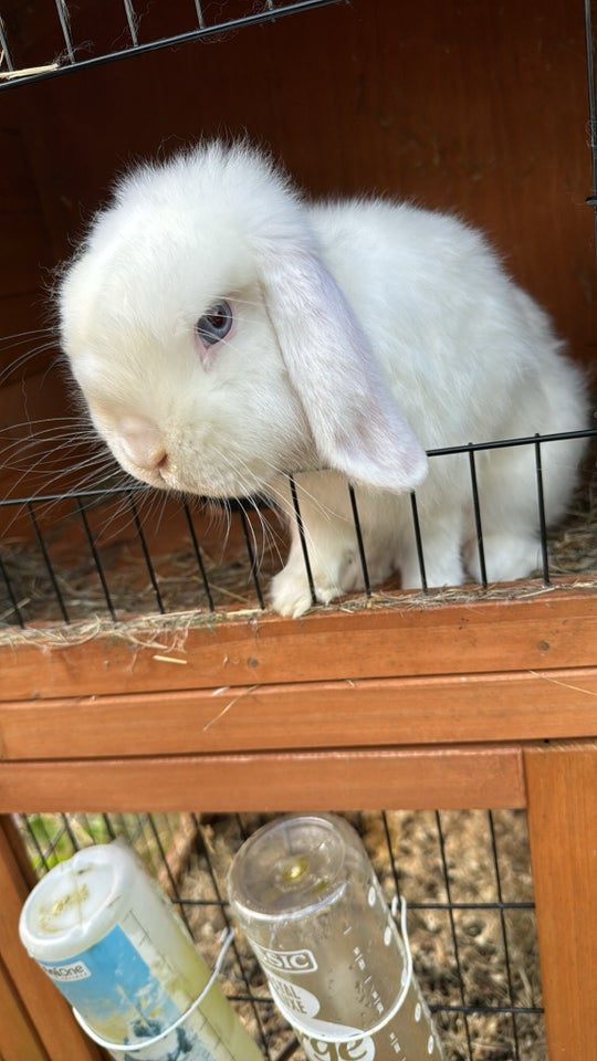 Kanin Mini Lop 1 år