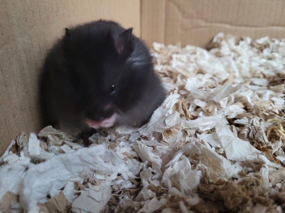 Hamster, Guldhamster , 0 år