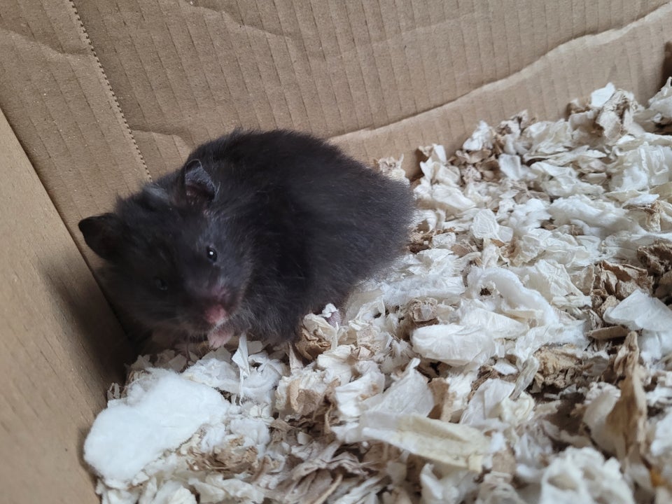 Hamster, Guldhamster , 0 år