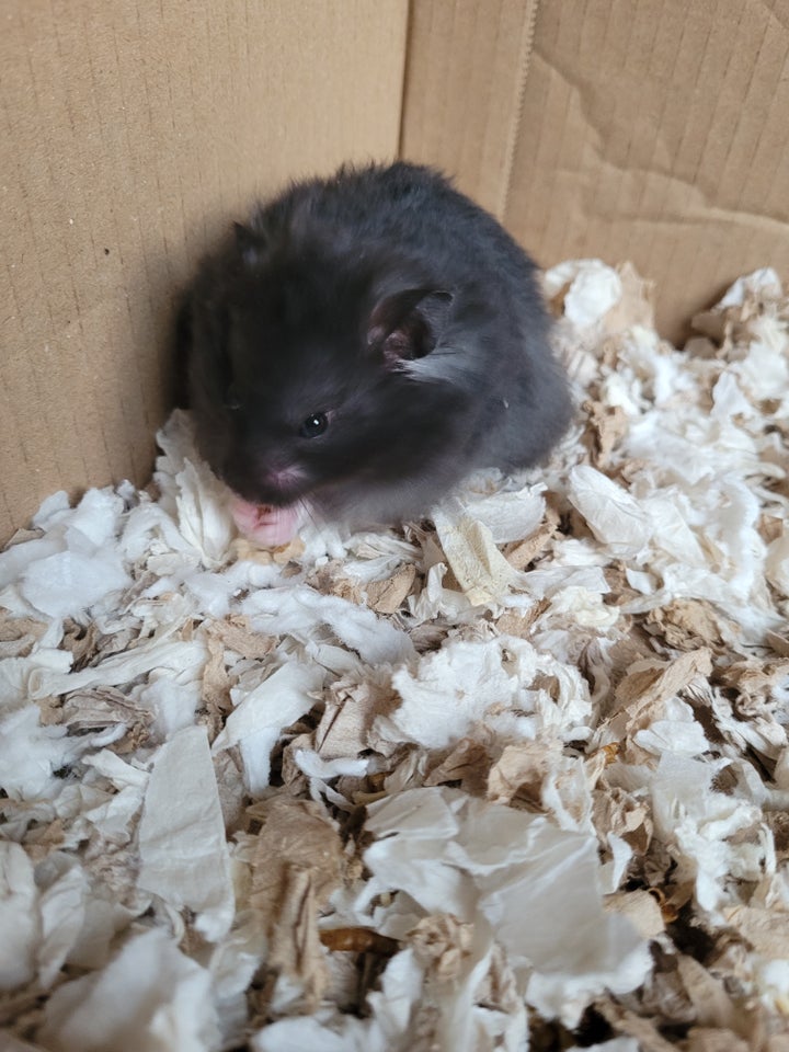 Hamster, Guldhamster , 0 år