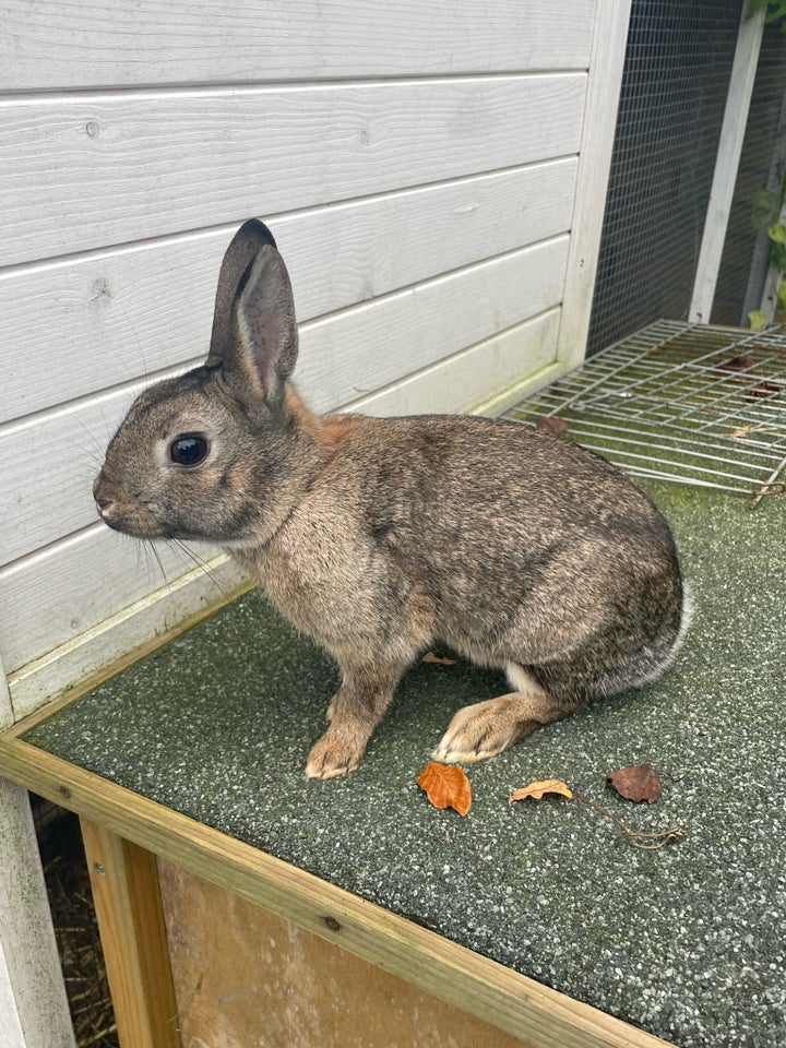 Kanin, Dværghare , 0 år