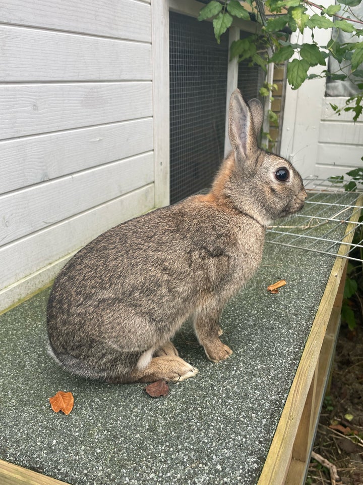 Kanin, Dværghare , 0 år