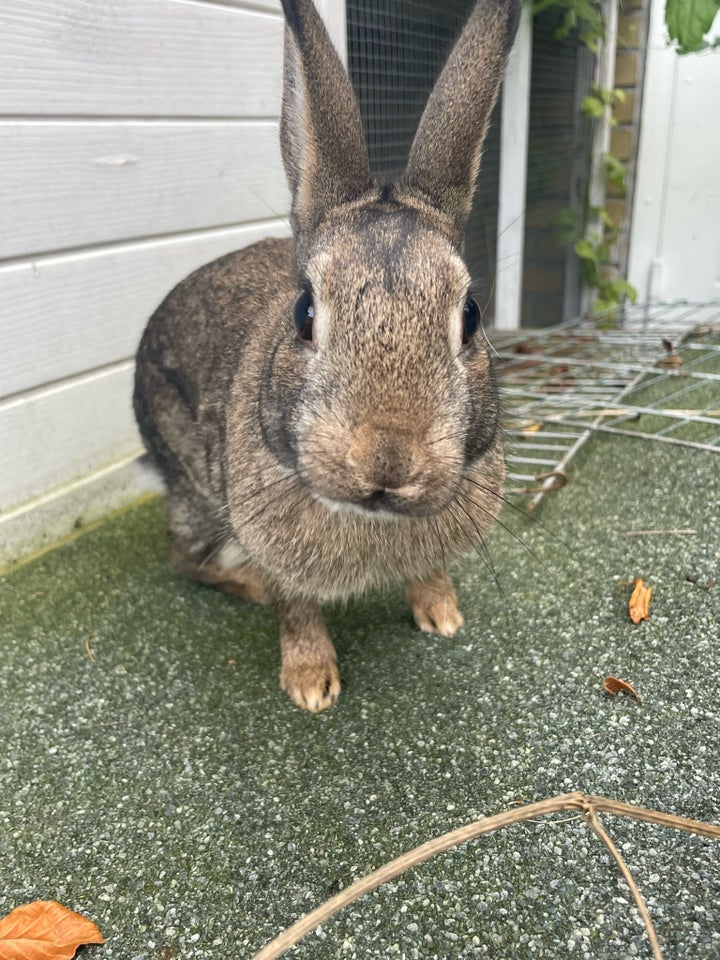 Kanin, Dværghare , 0 år