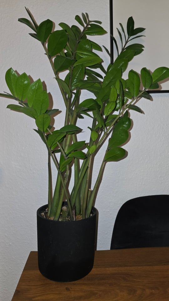 Lykkebregne, Zamioculcas