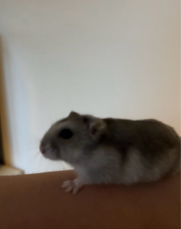 Hamster, vinterhvid, 0 år