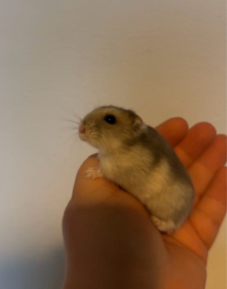 Hamster, vinterhvid, 0 år